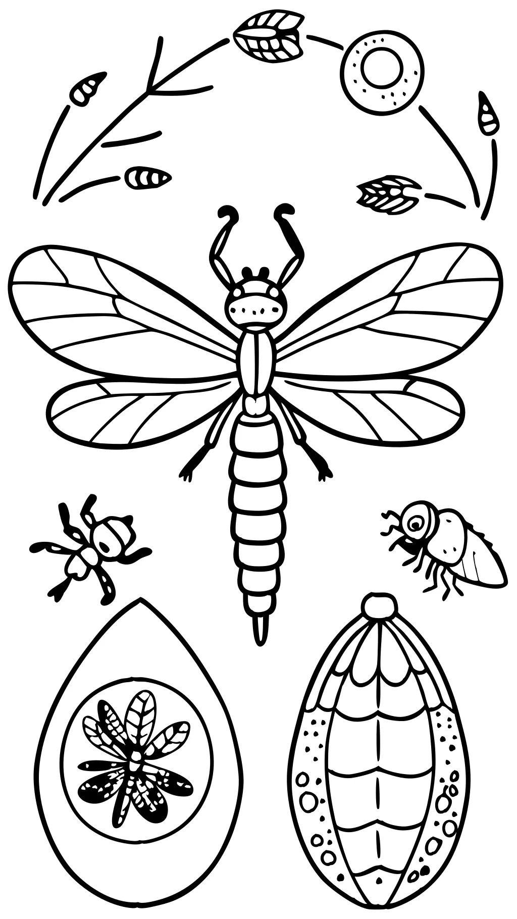 life cycle of a dragon fly coloring page